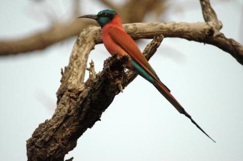 Carmine Bee-Eater