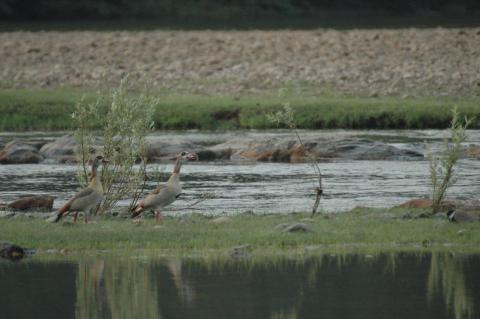 Egyptian Goose