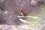 Red-Throated Bee-Eater