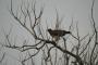 Red-Tailed Buzzard