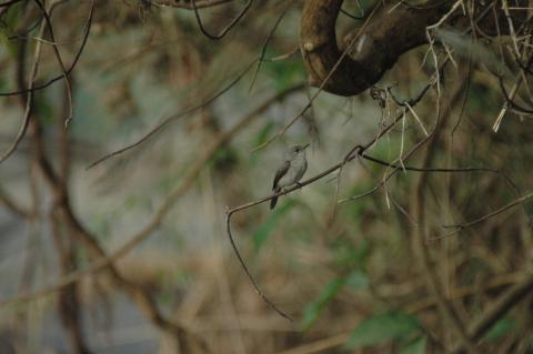 Swamp Flycatcher
