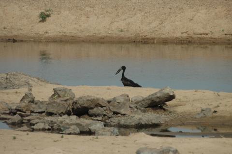 Openbill