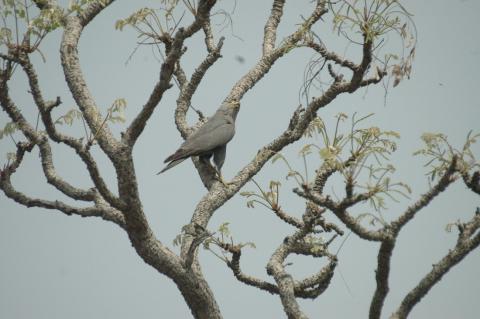 Grey Kestrel