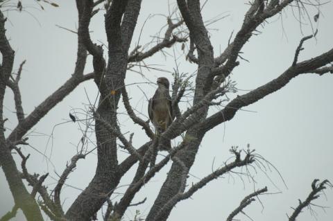 Lizard Buzzard