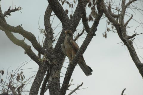 Lizard Buzzard