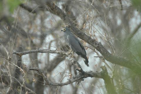 Harrier Hawk