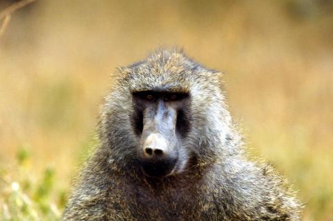 Baboon