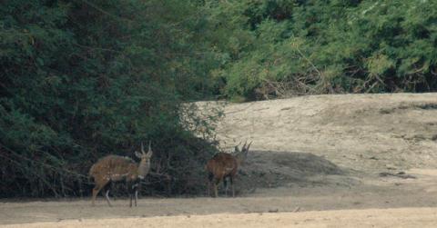 Bushbuck