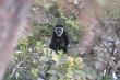 Guereza Colobus