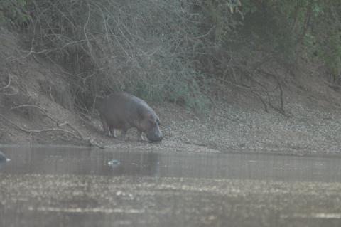 Hippopotamus