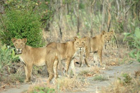 Lion, 3 males