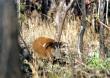 Red River Hog