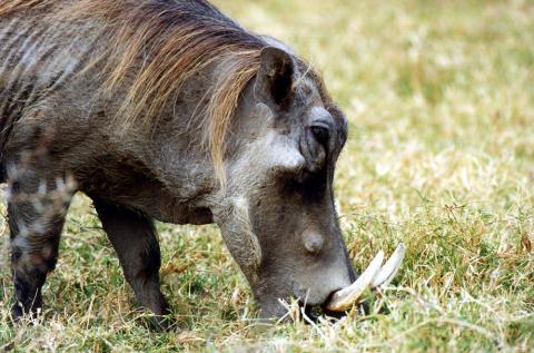 Warthog