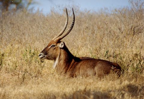 Waterbuck