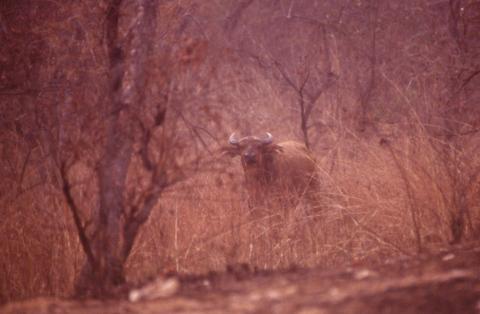 Buffalo, Western