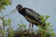 Abdim's Stork