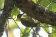 Gabon Woodpecker