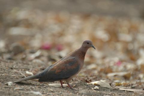 Laughing Dove