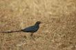 Long-tailed glossy starling