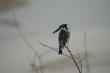 Pied Kingfisher