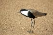 Spur-winged plover