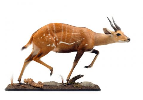 Western Bushbuck Full mount