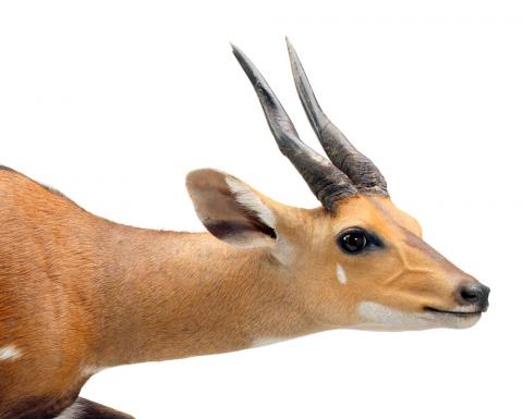 Bushbuck detail head