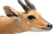 Bushbuck detail Eye & ear