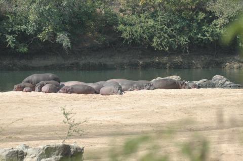 Hippo's