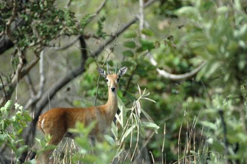 Oribi