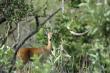 Oribi