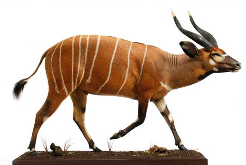 Western Bongo Full Mount