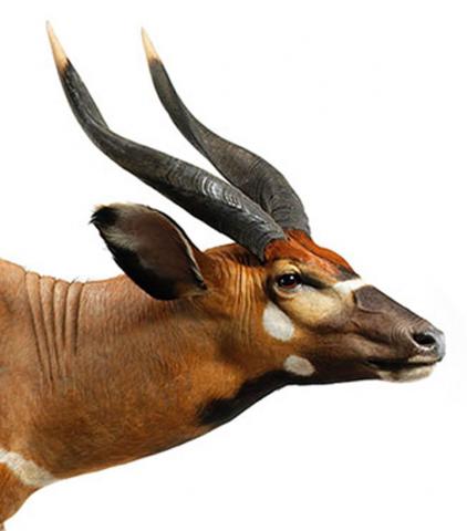 Western Bongo detail head