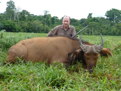 Dwarf Forest Buffalo